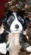 Miniature Australian Shepherd Puppies for sale in Princeton, KY 42445, USA. price: NA