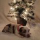 Miniature Australian Shepherd Puppies for sale in Phoenix, AZ 85020, USA. price: $1,800