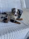 Miniature Australian Shepherd Puppies for sale in Miami, FL 33125, USA. price: $1,000
