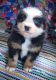 Miniature Australian Shepherd Puppies for sale in McGregor, IA 52157, USA. price: $600
