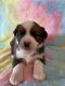 Miniature Australian Shepherd Puppies for sale in McCune, KS 66753, USA. price: $500