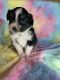 Miniature Australian Shepherd Puppies for sale in McCune, KS 66753, USA. price: $500