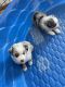 Miniature Australian Shepherd Puppies for sale in Kiel, WI 53042, USA. price: $700
