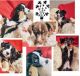 Miniature Australian Shepherd Puppies for sale in Greeneville, TN, USA. price: $600
