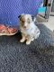 Miniature Australian Shepherd Puppies for sale in Leedey, OK 73654, USA. price: $700