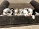 Miniature Australian Shepherd Puppies for sale in Miami, FL, USA. price: $2,000