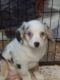 Miniature Australian Shepherd Puppies for sale in Paducah, KY, USA. price: $800