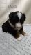 Miniature Australian Shepherd Puppies for sale in Bend, OR, USA. price: $900
