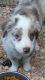 Miniature Australian Shepherd Puppies for sale in Paducah, KY, USA. price: $650