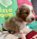 Miniature Australian Shepherd Puppies for sale in Evans, GA, USA. price: NA