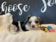 Miniature Australian Shepherd Puppies for sale in Lubbock, TX, USA. price: $1,250