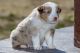 Miniature Australian Shepherd Puppies for sale in Buhler, KS 67522, USA. price: $1,000