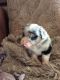 Miniature Australian Shepherd Puppies for sale in Paso Robles, CA 93446, USA. price: $185,000