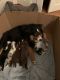 Miniature Australian Shepherd Puppies for sale in Loudoun County, VA, USA. price: NA
