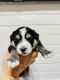 Miniature Australian Shepherd Puppies for sale in Egg Harbor Township, NJ, USA. price: $2,000