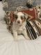 Miniature Australian Shepherd Puppies for sale in Denton, TX, USA. price: $900