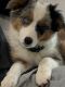 Miniature Australian Shepherd Puppies for sale in Fayetteville, AR, USA. price: $800