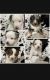Miniature Australian Shepherd Puppies for sale in Houston, TX, USA. price: $1,000