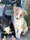 Miniature Australian Shepherd Puppies for sale in Okemah, OK 74859, USA. price: $600