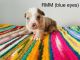 Miniature Australian Shepherd Puppies for sale in Wichita Falls, TX, USA. price: $650