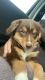 Miniature Australian Shepherd Puppies for sale in Ozark, MO, USA. price: $600