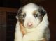 Miniature Australian Shepherd Puppies for sale in Groveton, TX 75845, USA. price: $900