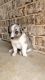 Miniature Australian Shepherd Puppies for sale in Springtown, TX 76082, USA. price: $1,000