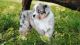 Miniature Australian Shepherd Puppies for sale in Manhattan, KS, USA. price: $1,200