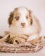 Miniature Australian Shepherd Puppies for sale in Hickory, NC, USA. price: $1,800