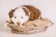 Miniature Australian Shepherd Puppies for sale in Hickory, NC, USA. price: $1,500