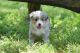 Miniature Australian Shepherd Puppies for sale in Manhattan, KS, USA. price: $1,200