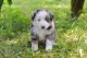 Miniature Australian Shepherd Puppies for sale in Manhattan, KS, USA. price: $1,000
