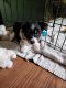 Miniature Australian Shepherd Puppies for sale in Old Town Manassas, VA, USA. price: $1,200