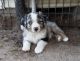 Miniature Australian Shepherd Puppies for sale in Groveton, TX 75845, USA. price: $850