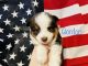 Miniature Australian Shepherd Puppies for sale in Chandler, AZ 85225, USA. price: NA