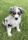 Miniature Australian Shepherd Puppies for sale in Oneonta, AL 35121, USA. price: NA