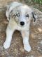 Miniature Australian Shepherd Puppies for sale in Oneonta, AL 35121, USA. price: NA