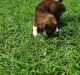Miniature Australian Shepherd Puppies for sale in Magee, MS, USA. price: NA