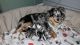 Miniature Australian Shepherd Puppies for sale in Clermont County, OH 45103, USA. price: $1,400