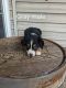 Miniature Australian Shepherd Puppies for sale in Orleans, IN 47452, USA. price: $500