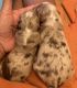 Miniature Australian Shepherd Puppies for sale in Trumbull, CT 06611, USA. price: $1,200