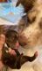 Miniature Australian Shepherd Puppies for sale in Trumbull, CT 06611, USA. price: $1,200