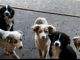 Miniature Australian Shepherd Puppies for sale in Washington, OK, USA. price: NA