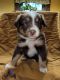 Miniature Australian Shepherd Puppies for sale in Albion, PA 16401, USA. price: $1,000