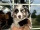Miniature Australian Shepherd Puppies for sale in Louisburg, KS 66053, USA. price: $1,995