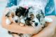 Miniature Australian Shepherd Puppies for sale in Spring, TX 77373, USA. price: $1,000
