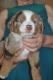 Miniature Australian Shepherd Puppies for sale in Bartlesville, OK, USA. price: NA