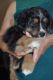 Miniature Australian Shepherd Puppies for sale in Bartlesville, OK, USA. price: $700