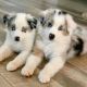 Miniature Australian Shepherd Puppies for sale in Los Angeles, CA, USA. price: NA