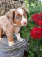 Miniature Australian Shepherd Puppies for sale in Fairfield, IA, USA. price: NA